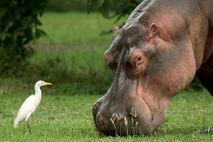 malawi-hippo malawi-hippo