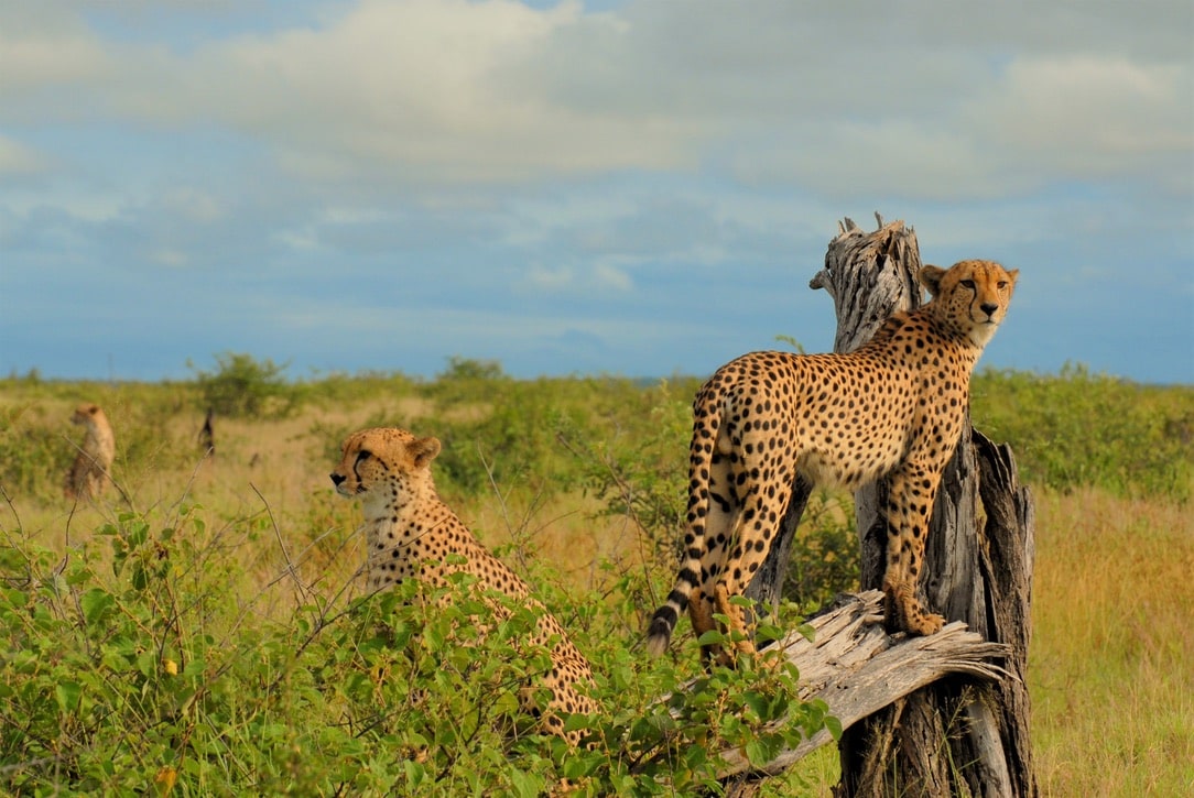 gepard – safari – afrika gepard - safari - afrika