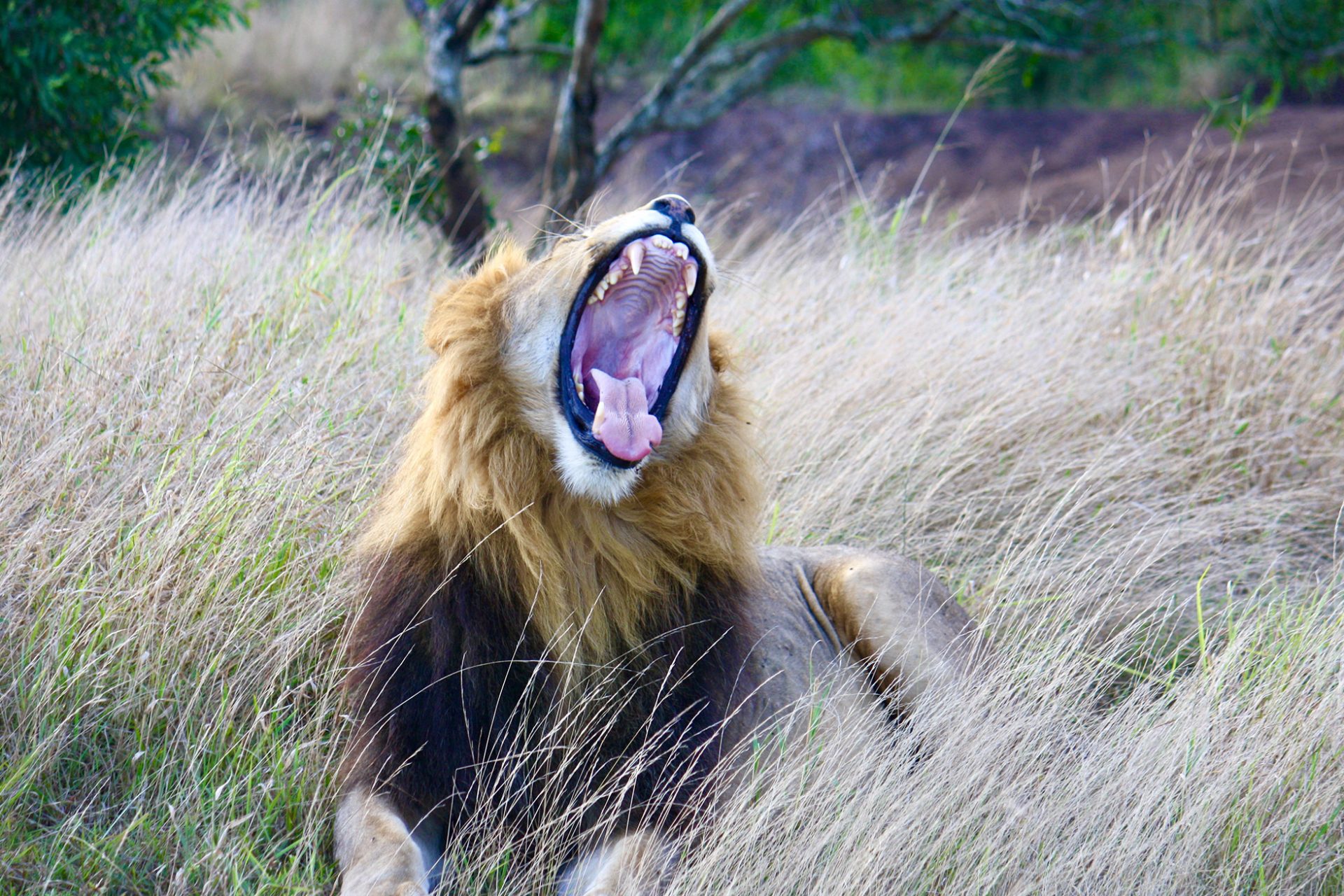 Lion – KZN