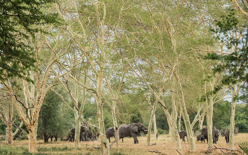 Gorogosa Safaris – elephants Gorogosa-Safaris-elephants
