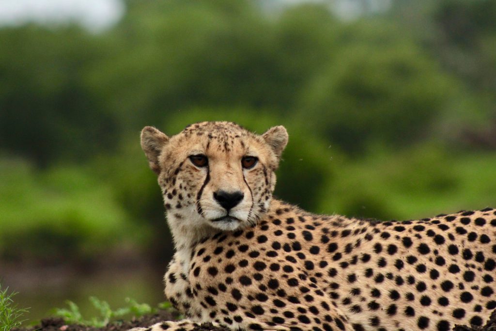 KZN – Amakhosi – Header KZN - Amakhosi - Header