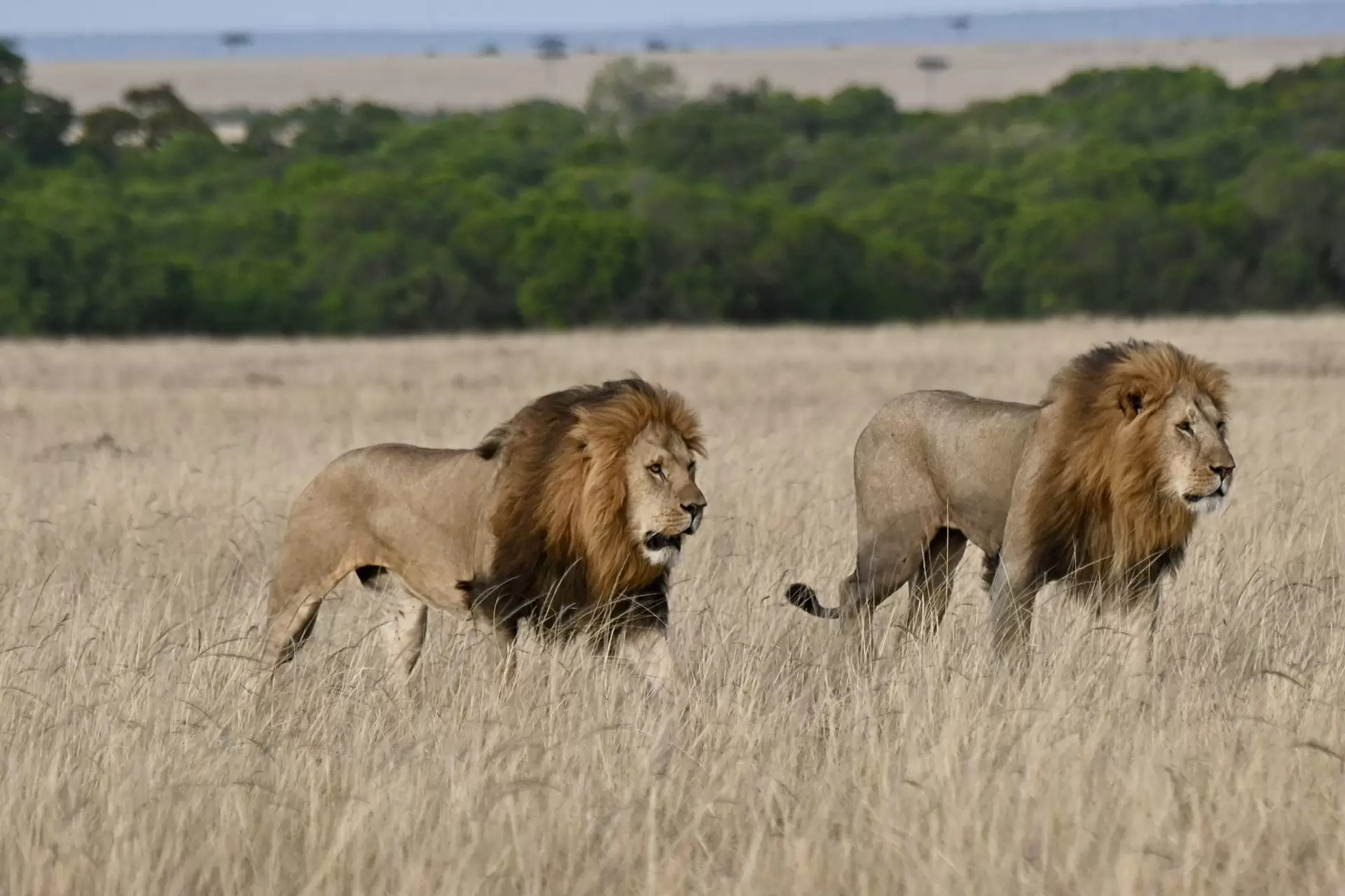 Lions-Mara-North header