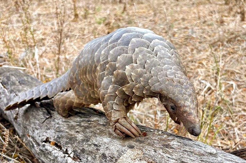 Pangoline - Gorongosa - forside