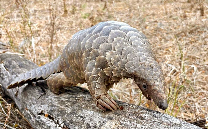 Gorongosa – pangolin – Elin & Graham Gorongosa - pangolin - Elin & Graham