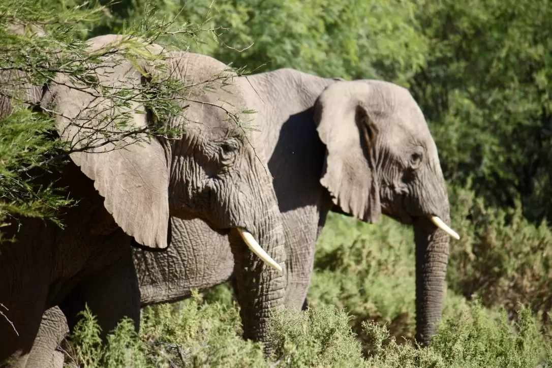 Ørkenelefant-Namibia-min