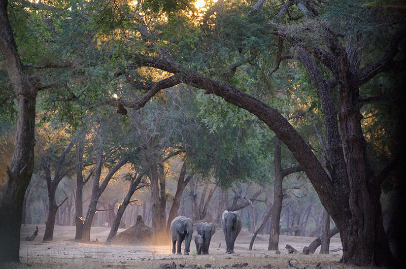 Bjørgulv Hamre - guest - Zambia