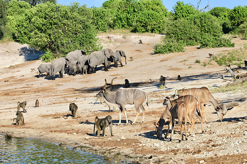 Botswana - Chobe - program