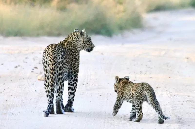 Day 5 Leopard-South-Africa-Cover