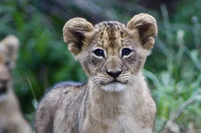 Lion-safari-Sør-Afrika