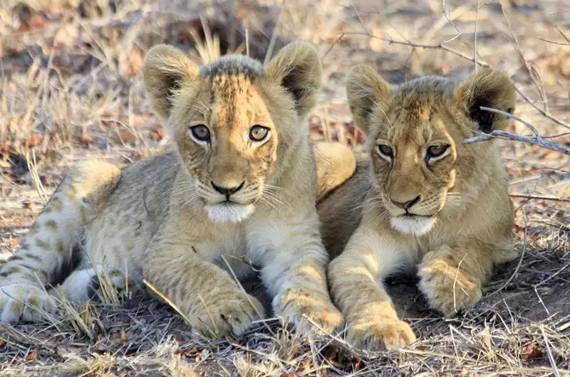 Day 8 Lion Cubs min