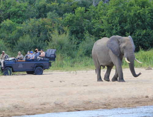 Den store safariguiden