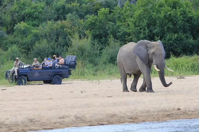 Header Safari Elephant Cover
