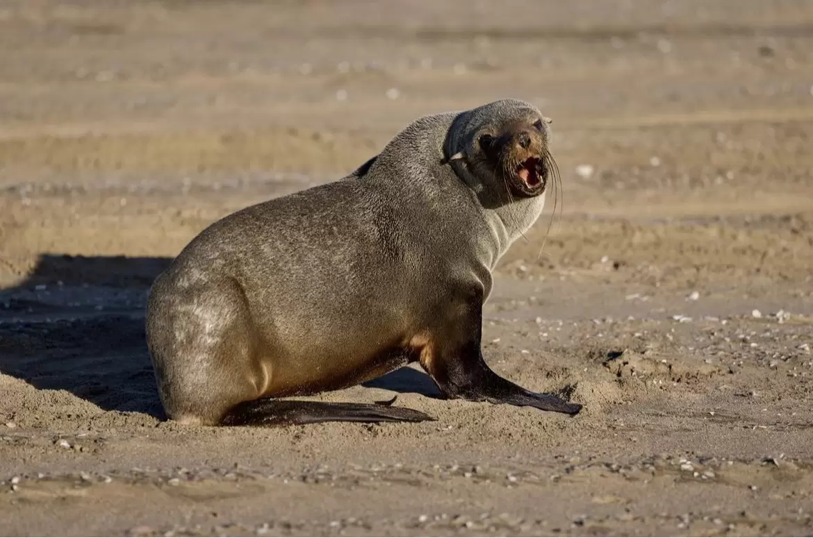 Namibia – Sel – Alexander Wahba Namibia - Sel - Alexander Wahba