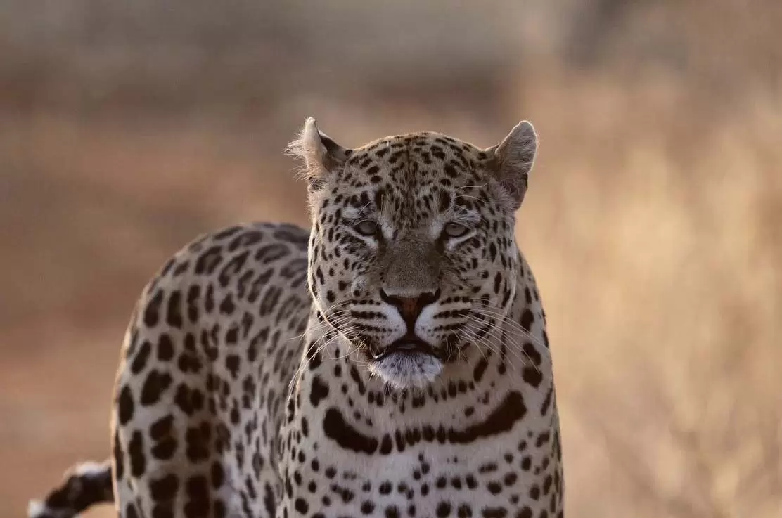 Leopard – Namibia – Alexander Wahba Leopard - Namibia - Alexander Wahba
