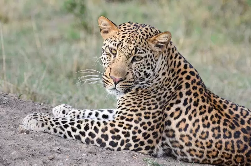 Leopard - Nina Borgersen