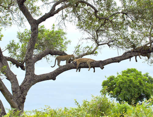 Den store safariguiden