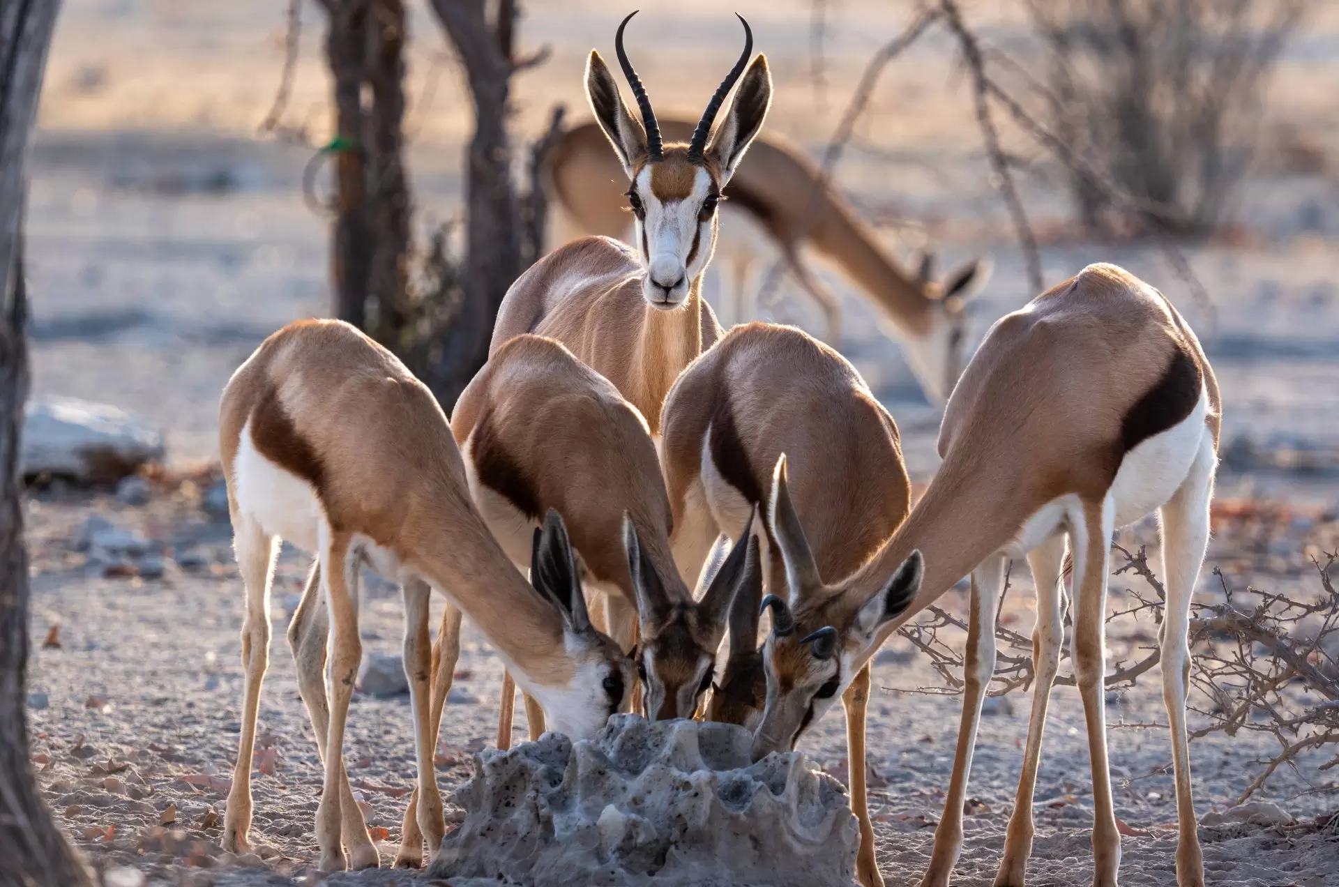 Namibia – safari – Alexander Wahba Namibia - safari - Alexander Wahba