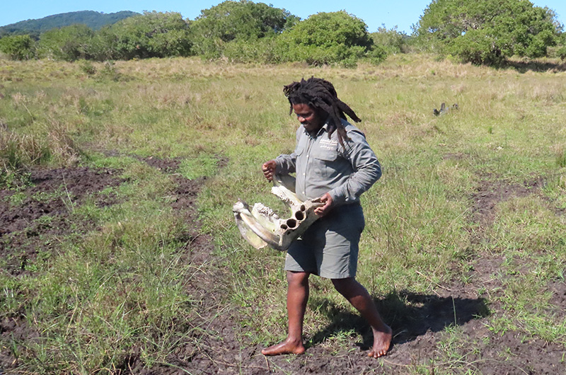 Nunu – walking safari- website Nunu - walking safari- website