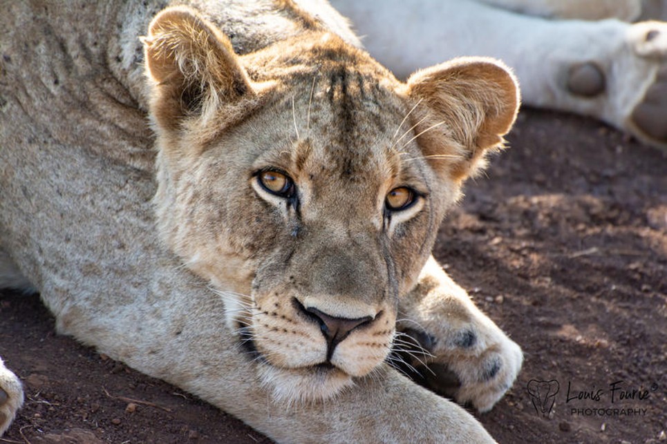 Rhino Sands – KZN