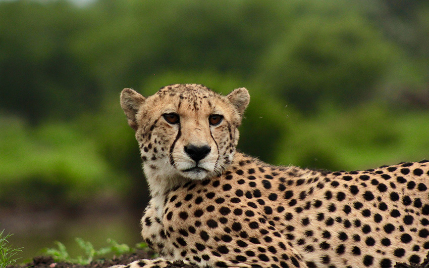 Safari – Gepard – Garden Route