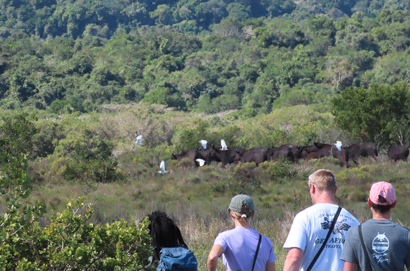 Walking safari - iSimangaliso