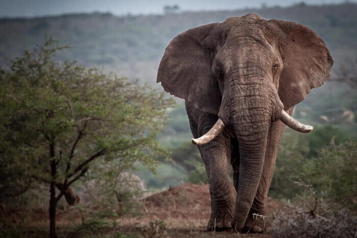 Elefant Rhino River – KZN