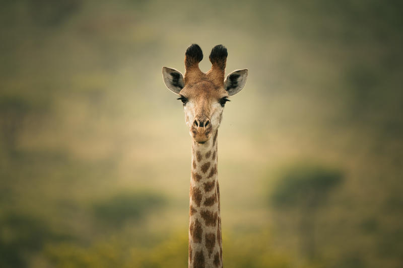 Giraff Rhino Sands – KZN