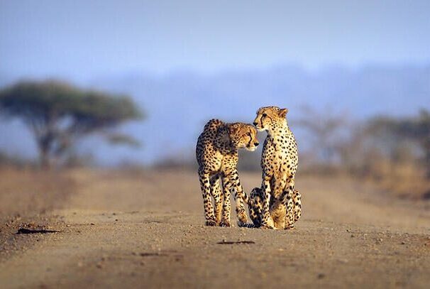 Leopards Thanda Tented Camp